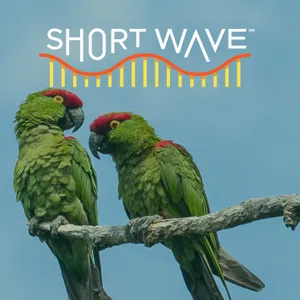 Bird Backpacks Could Help This Parrot Bounce Back