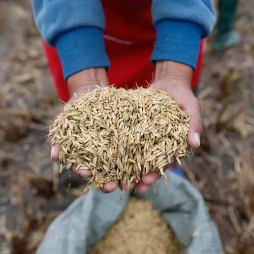 Short Wave : Perennial Rice: Plant Once, Harvest Again And Again ...