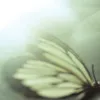Butterfly bersuara 