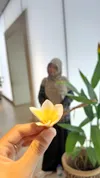 Listina Widiningrum