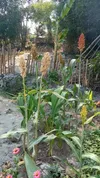 Andari