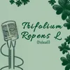 Trifolium Repens L 